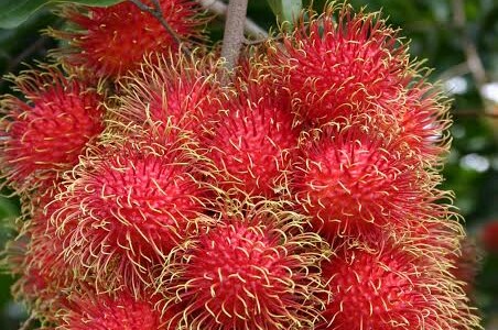 Rambutan